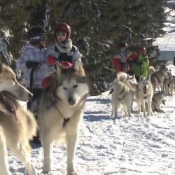 Chiens de traineaux l'hiver, cani-rando l'été 